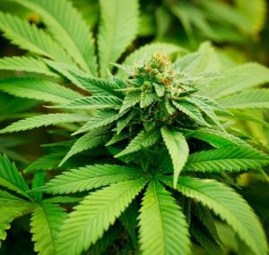 Se despenaliza la posesión de marihuana en el condado de Harris