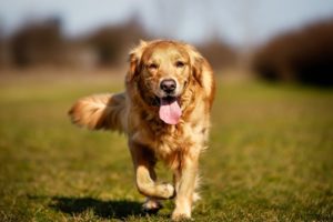 Animal Cruelty Charges Over Puppy Dumping